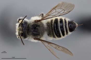 Media type: image;   Entomology 791017 Aspect: habitus dorsal view